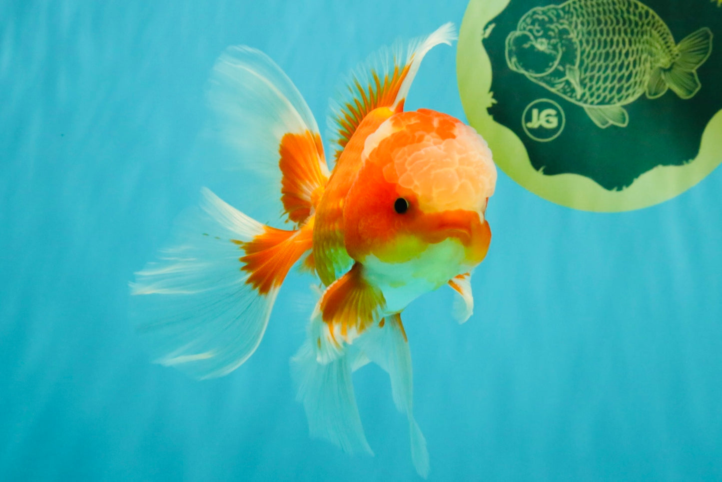 A  Grade Red White Oranda Male 5.5-6 inches #082126OR_07