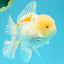 AAA Grade Red White Oranda Male 6 inches #030626OR_17