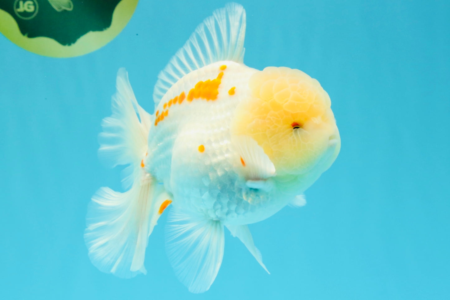 AAA Grade Red White Oranda Male 6 inches #030626OR_17