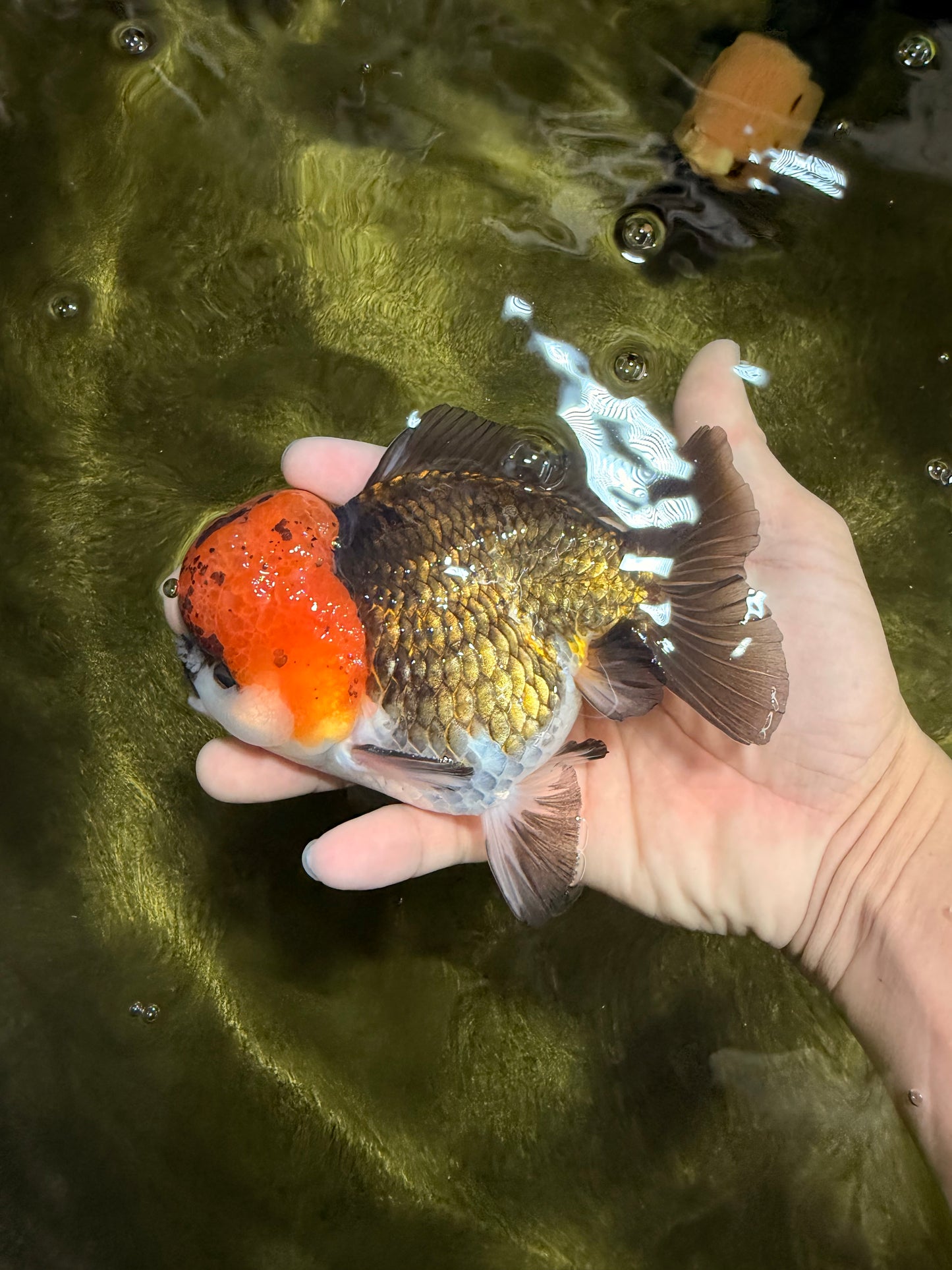 ADORABLE Tricolor Yuanbao Male 5 inches #040326YB_02