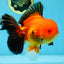 AAA Grade Godzilla Apache Oranda Male 5.5 inches #052325OR_01
