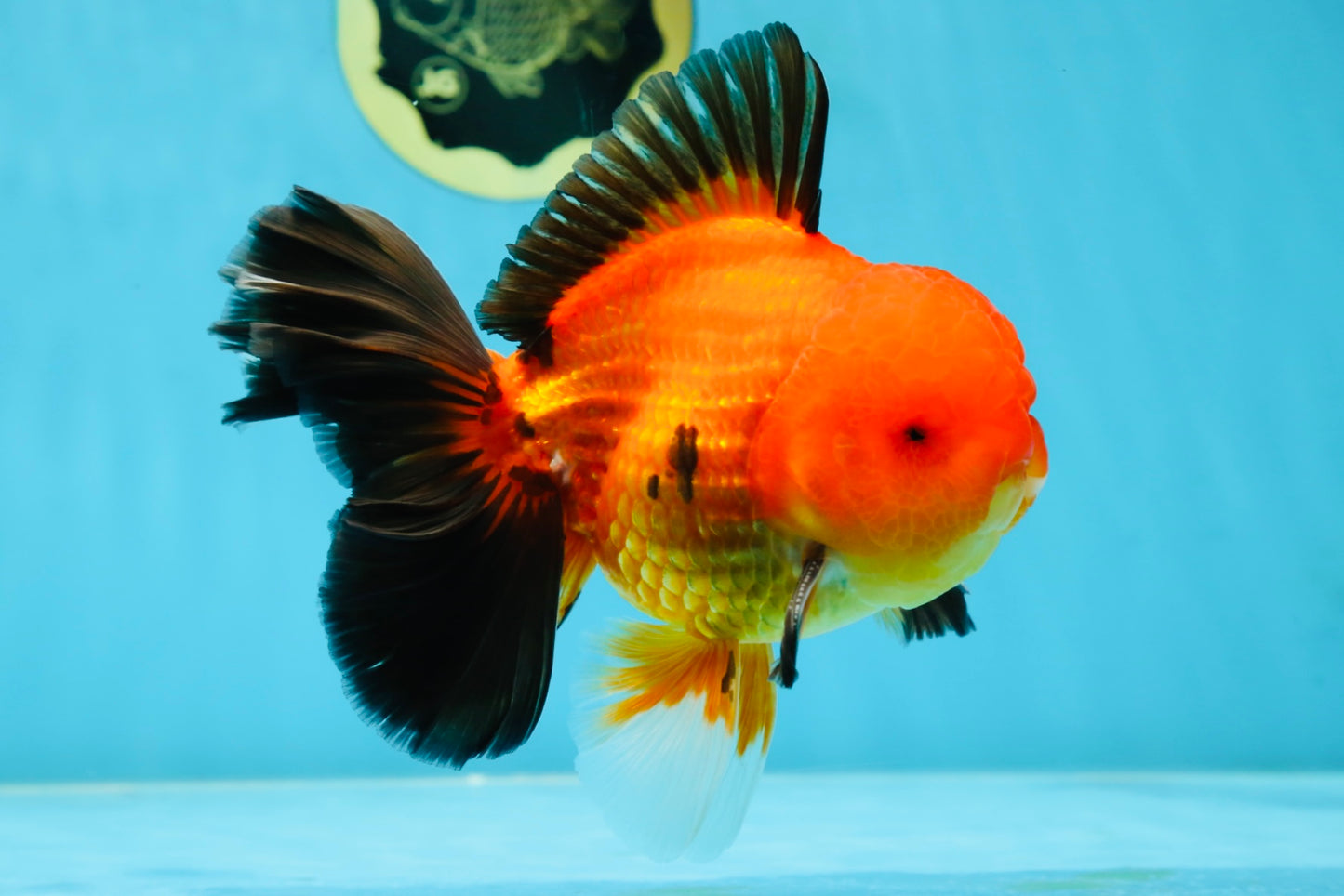 AAA Grade Godzilla Apache Oranda Male 5.5 inches #052325OR_01