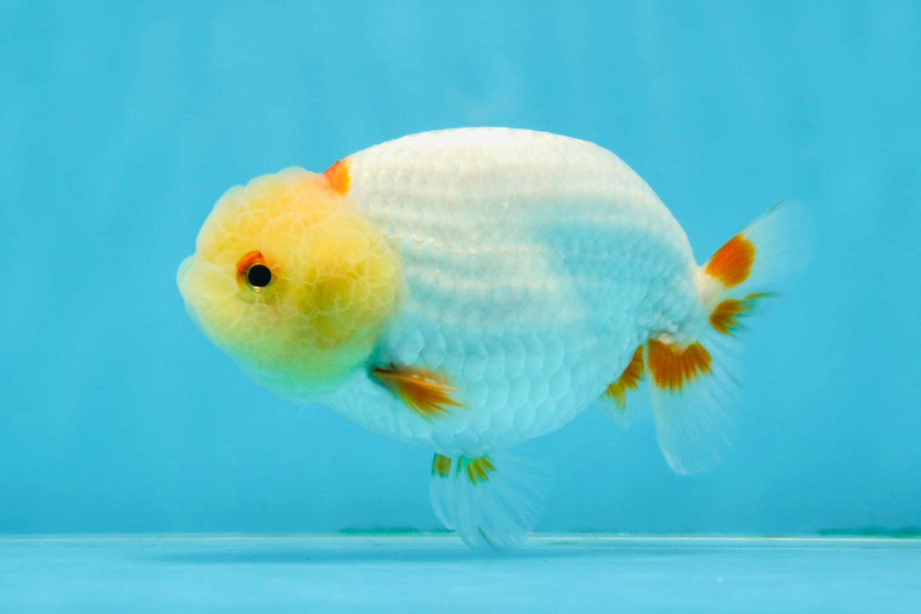 Lemonhead Lionchu Male 4 inches #0920LC_02