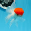 AAA Grade Red Cap Oranda Male 4.5 inches #0830OR_14