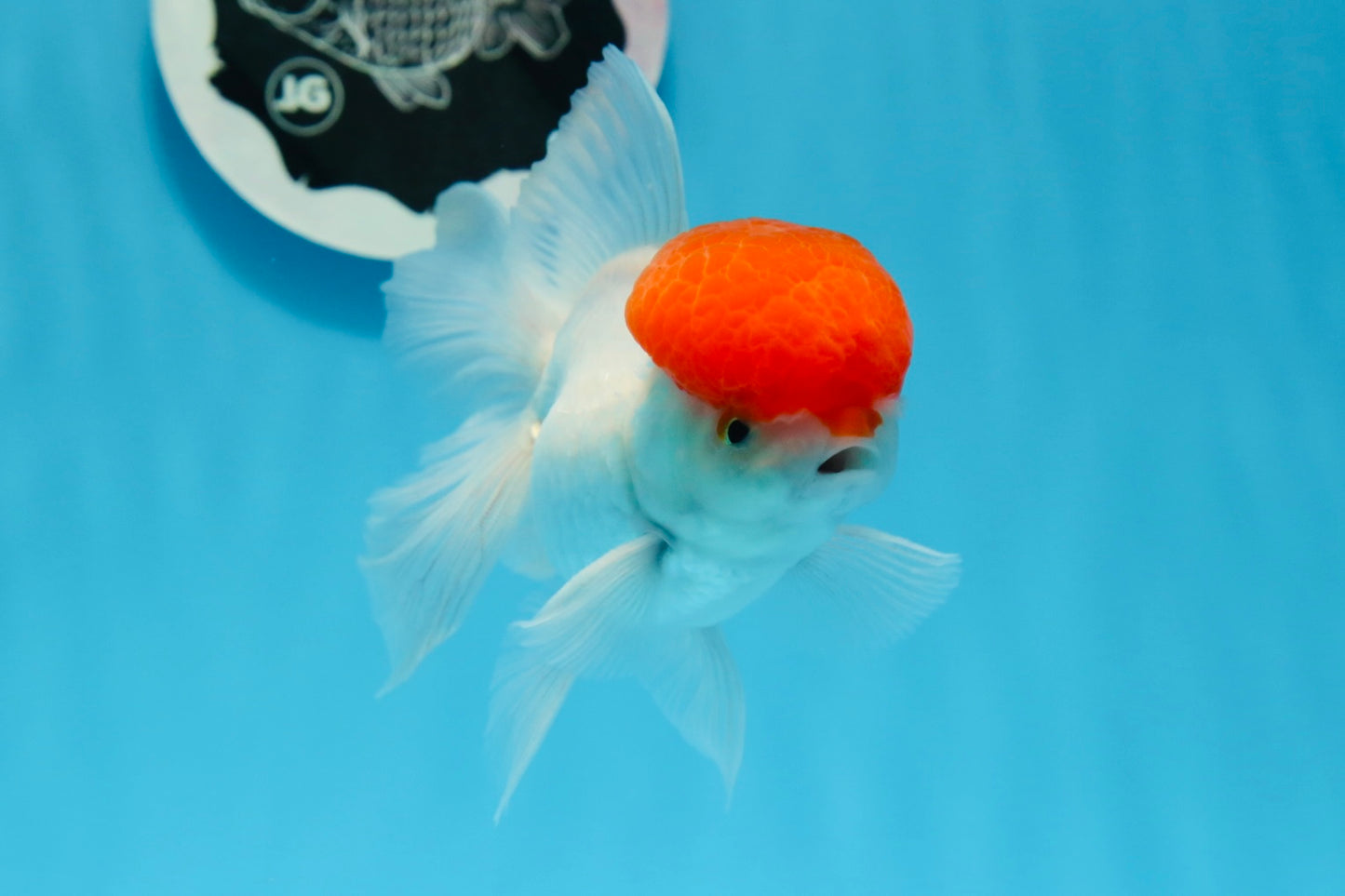 AAA Grade Red Cap Oranda Male 4.5 inches #0830OR_14