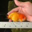 Orange Lionchu Female 3.5 inches #0920LC_15