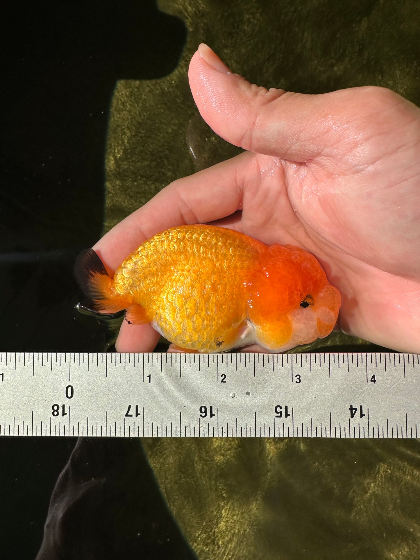 Orange Lionchu Female 3.5 inches #0920LC_15