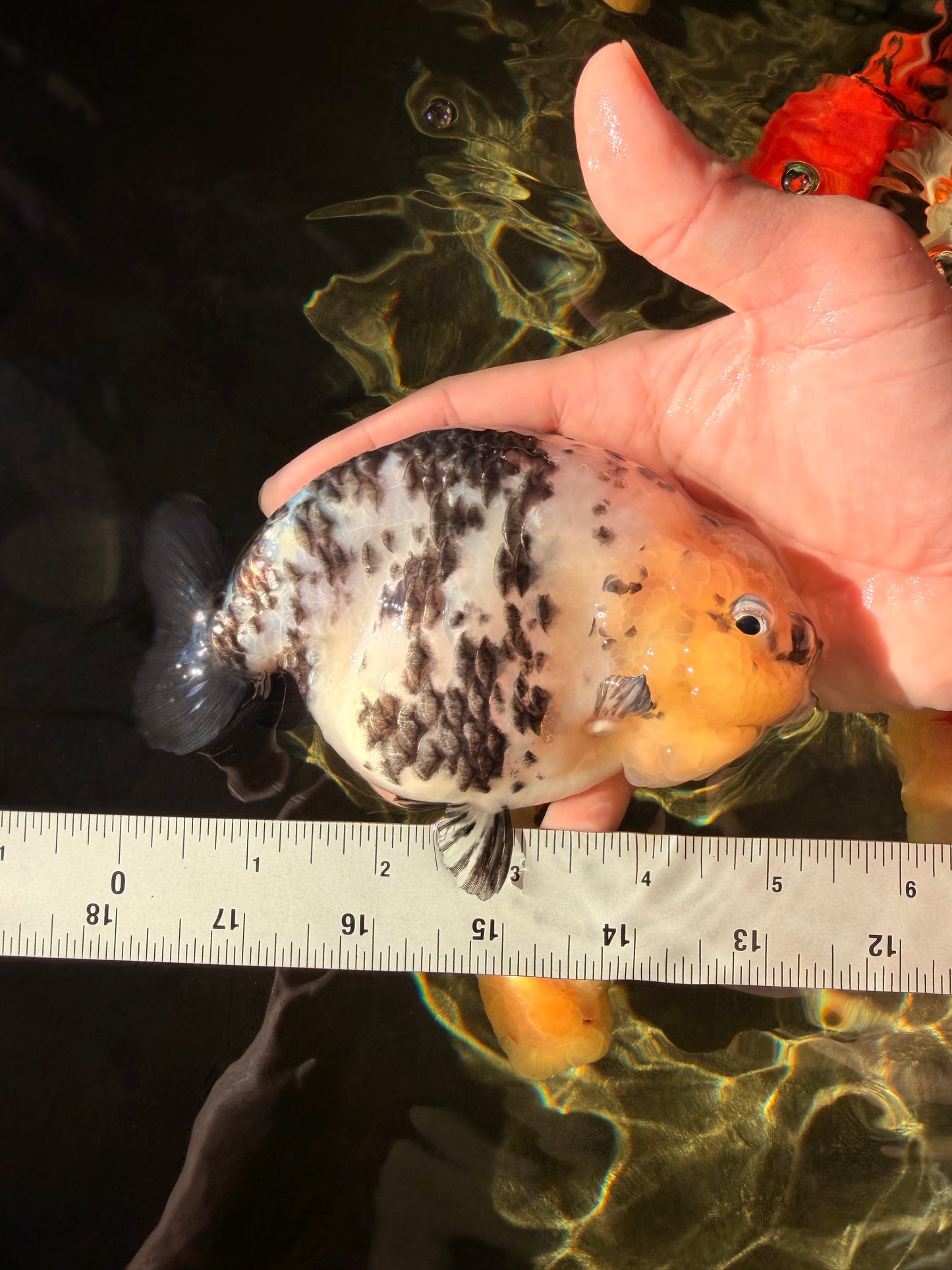 A Grade Cow Chinese Ranchu Female 5-5.5 inches #022726RC_20