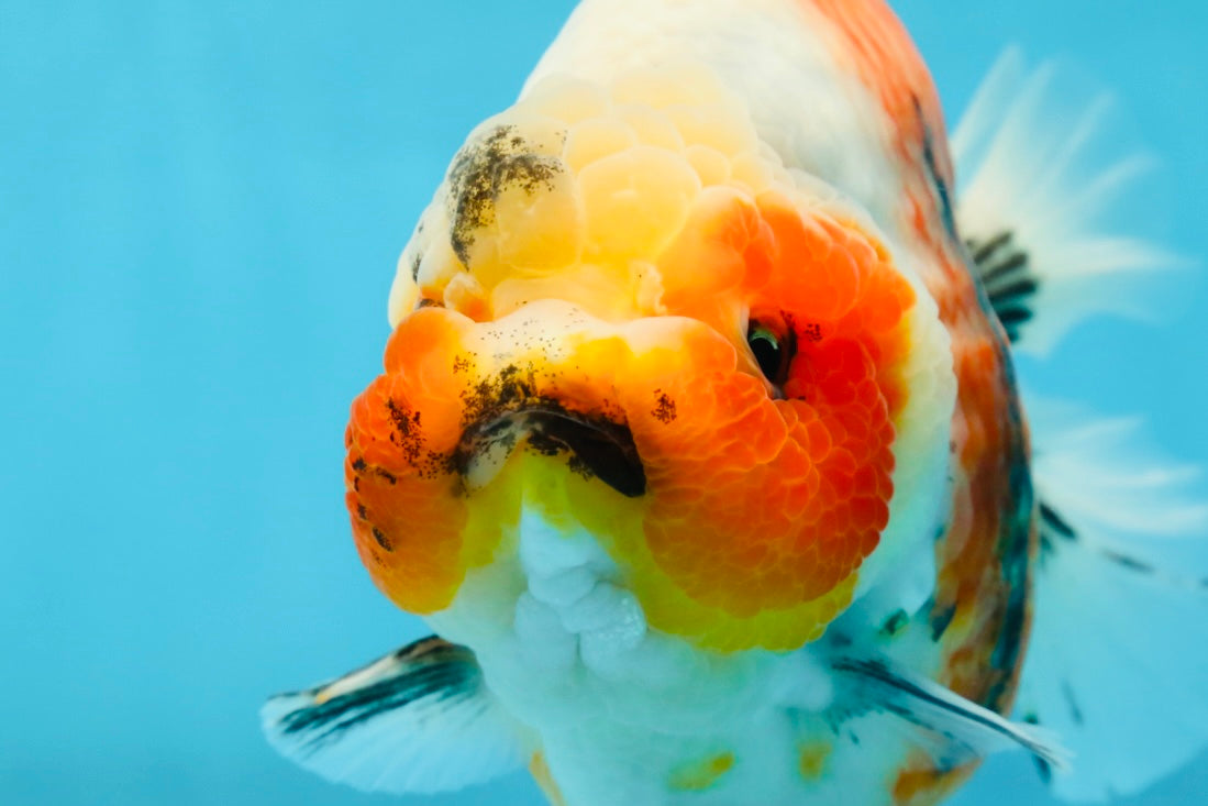 AAA Grade Big Body Godzilla Ink Calico Yuanbao Female 6 inches #051625YB_12