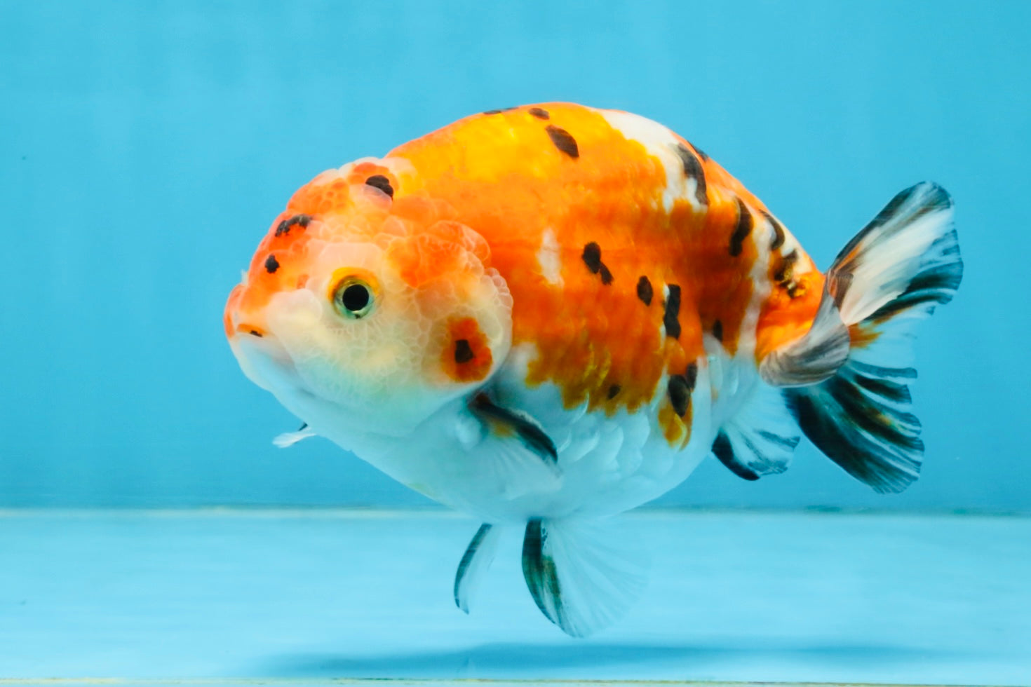 A Grade Tricolor Sakura Chinese Ranchu Male 4.5-5 inches