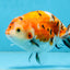 A Grade Tricolor Sakura Chinese Ranchu Male 4.5-5 inches #112125RC_15