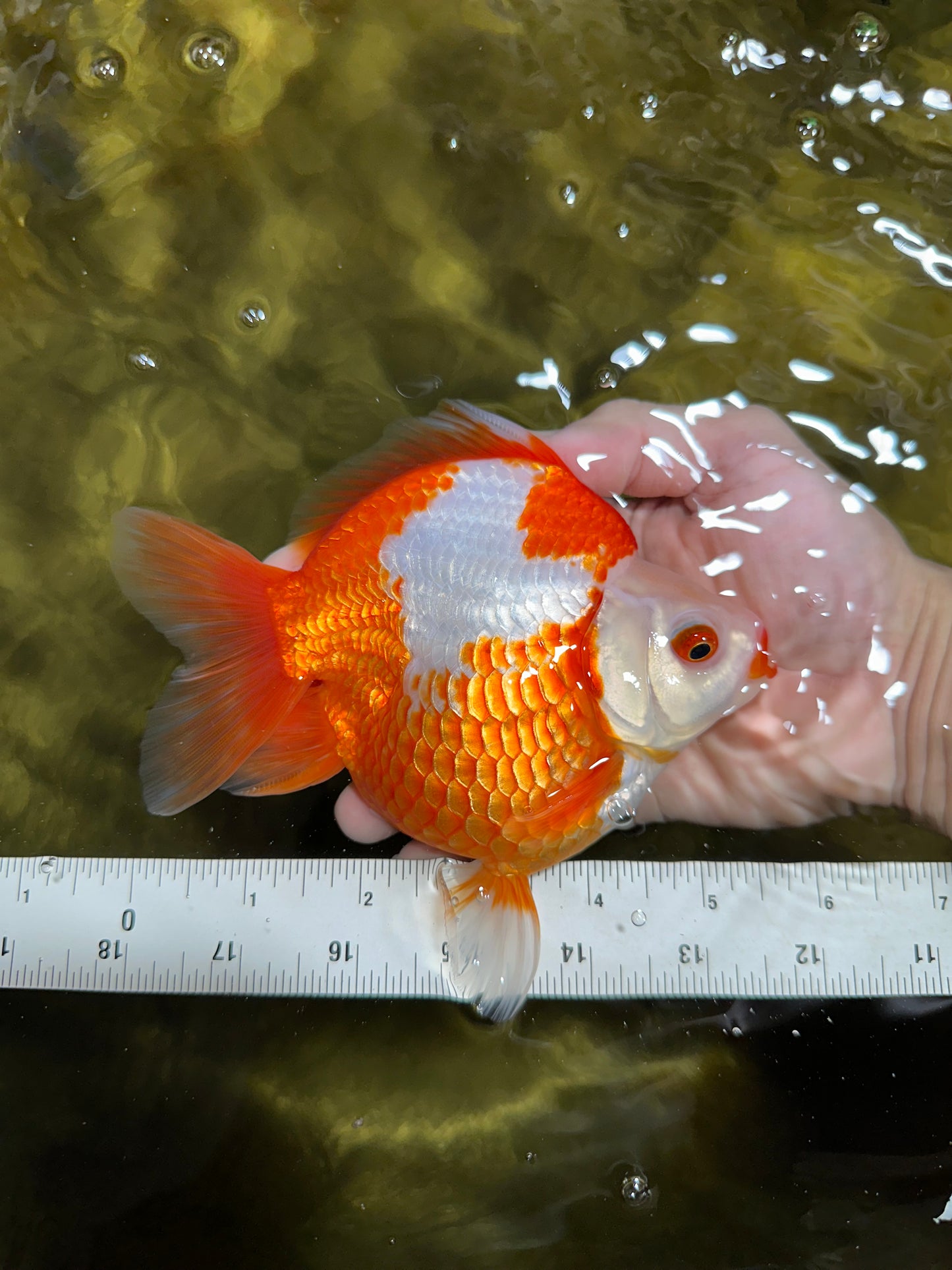 AAA GRADE Red White Ryukin Female 5.5 inches #050925RK_18