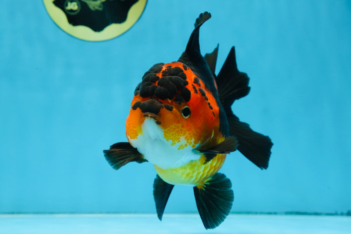 AAA Grade FIRE Apache Yuanbao Female 5-5.5 inches #091925YB_19