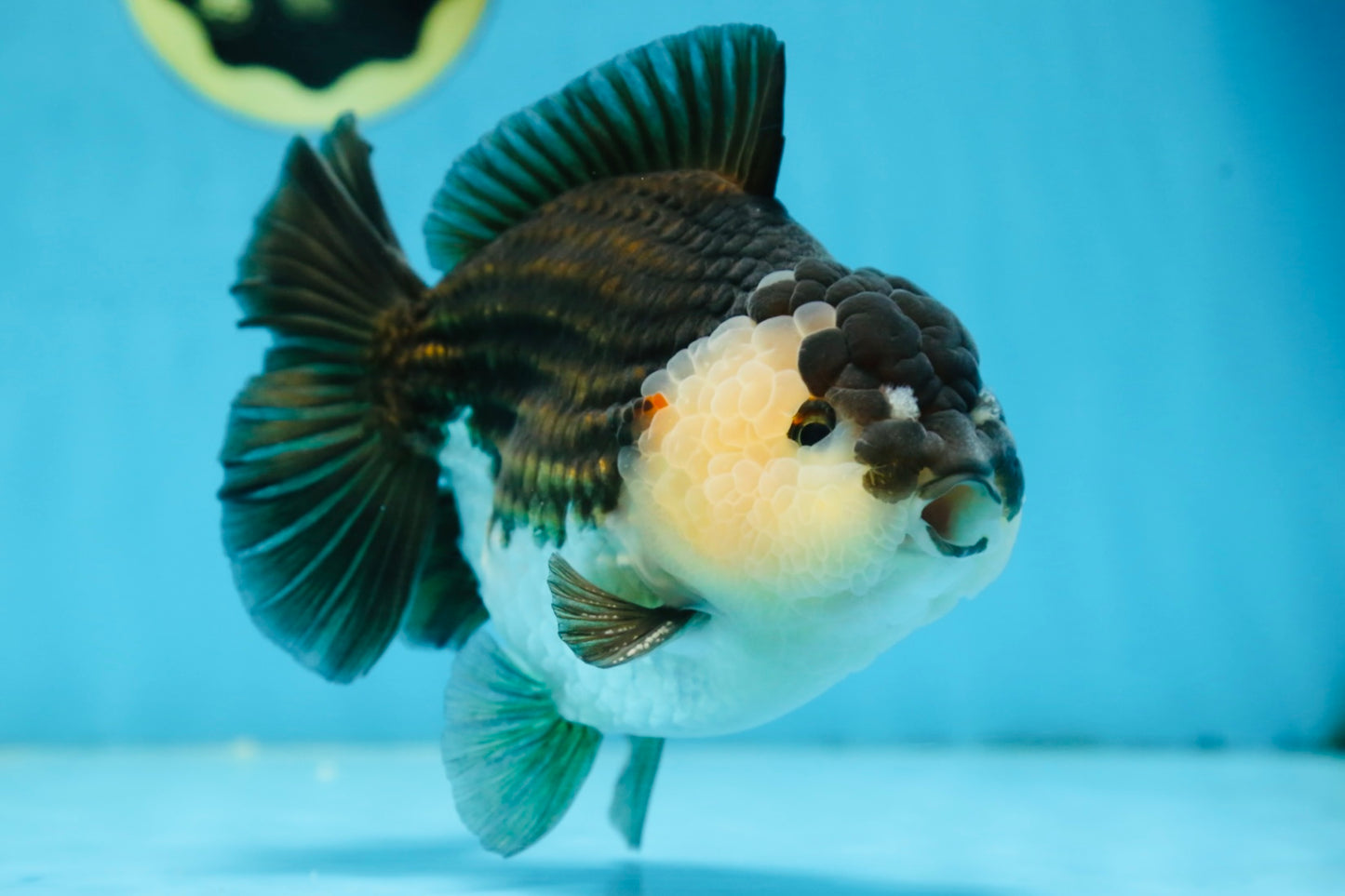 AAA Grade Panda Yuanbao Male 6 inches #091225YB_01