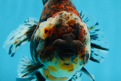 A Grade FLUFFY Calico Yuanbao Male 5.5 inches #091925YB_15