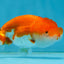 Red White Lionchu Female 4 inches #121225LC_11