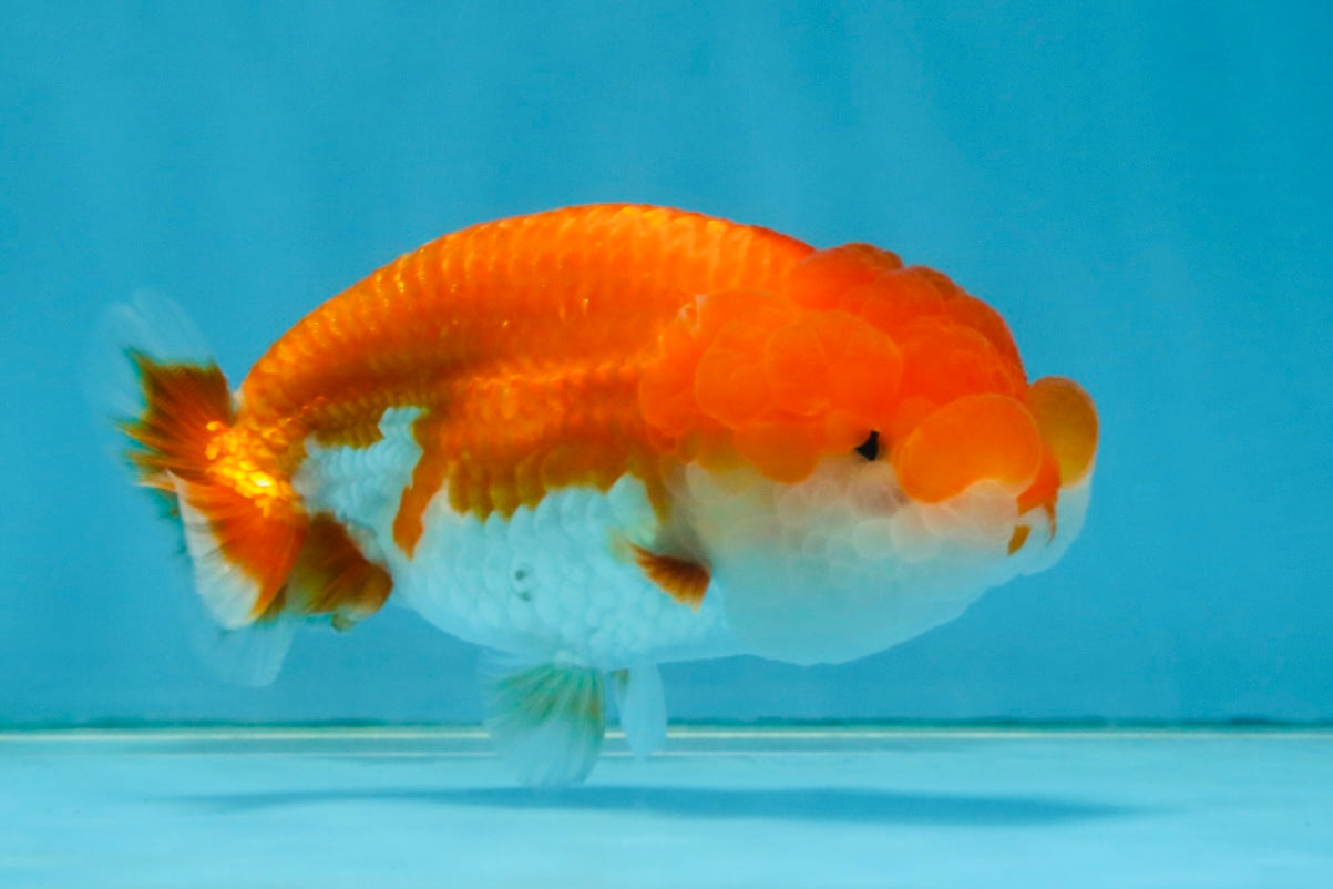 Red White Lionchu Female 4 inches #121225LC_11