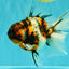 CHUNKY AAA Grade Calico Oranda Male 6-6.5 inches #070626OR_17