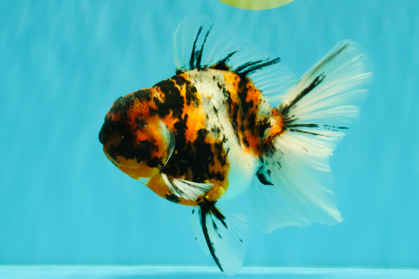 CHUNKY AAA Grade Calico Oranda Male 6-6.5 inches #070626OR_17