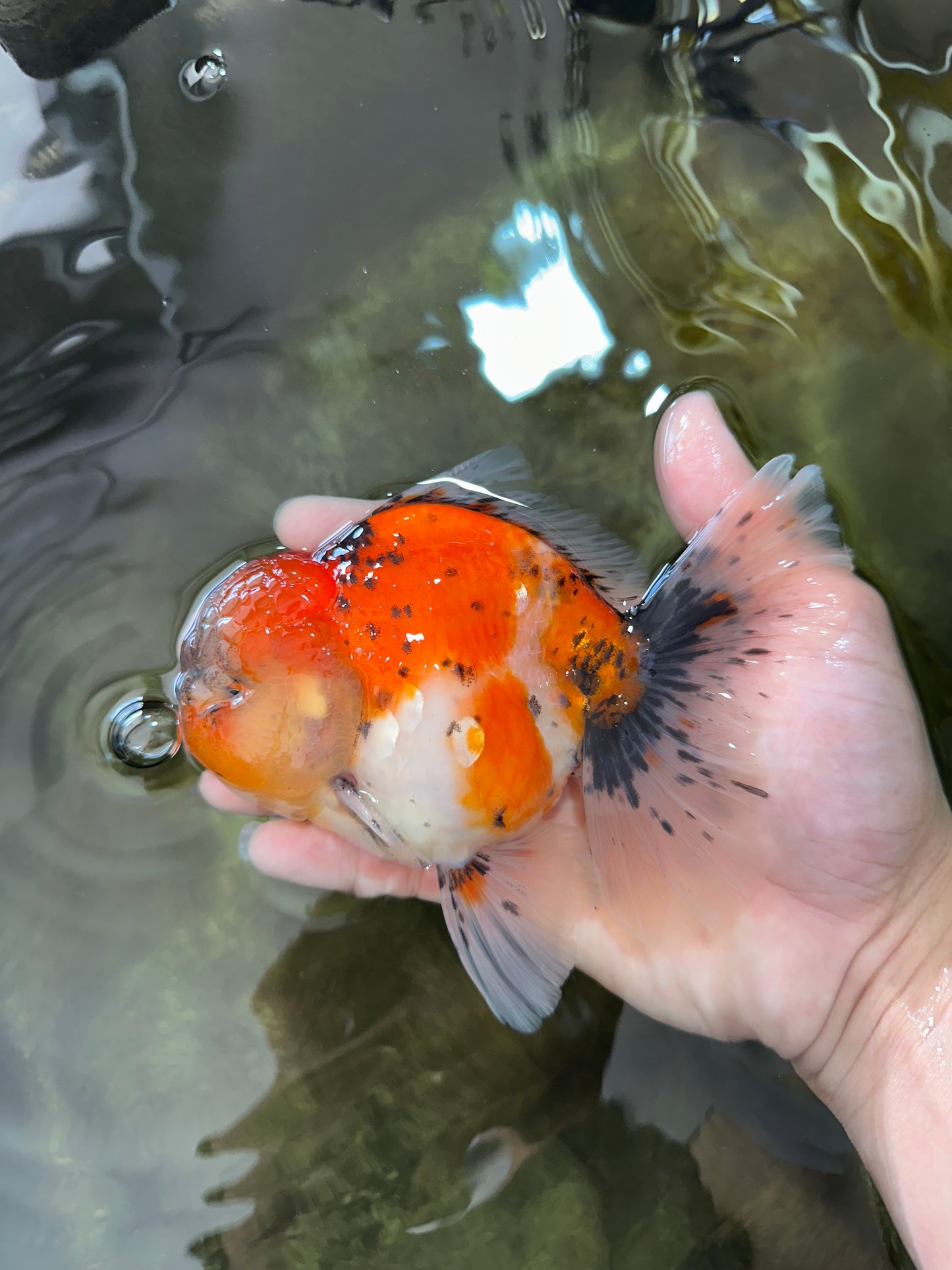 AAA Grade RARE Godzilla Calico Sakura Oranda Male 5.5 inches #051625OR_20