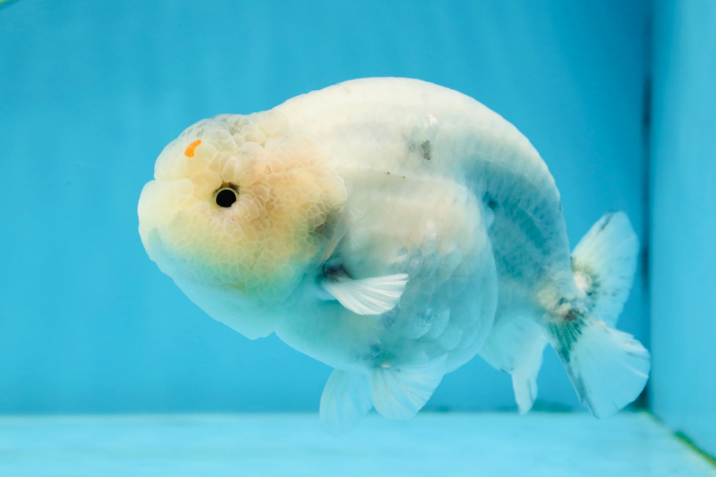 A Grade Marble LionKing 5 inches #071125LC_05