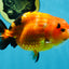 Sakura Chinese Ranchu Female 4.5-5 inches #120525RC_07