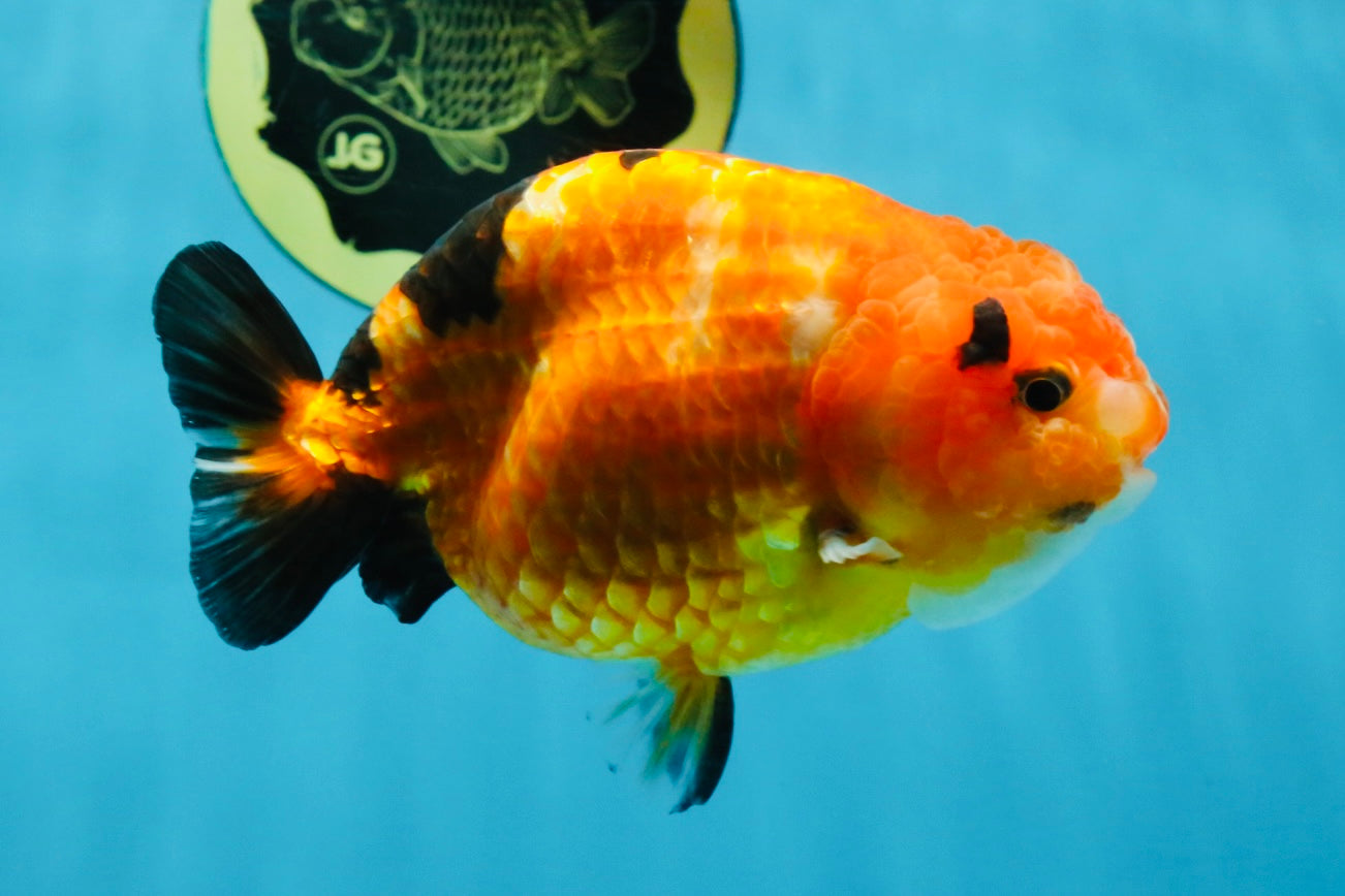 Sakura Chinese Ranchu Female 4.5-5 inches #120525RC_07