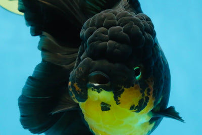 A Grade SPECIAL Apache Oranda Female 6-6.5 inches #091225OR_09