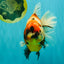AAA Grade Jumbo Body Marble Sakura Oranda Male 6.5-7 inches #062626OR_02