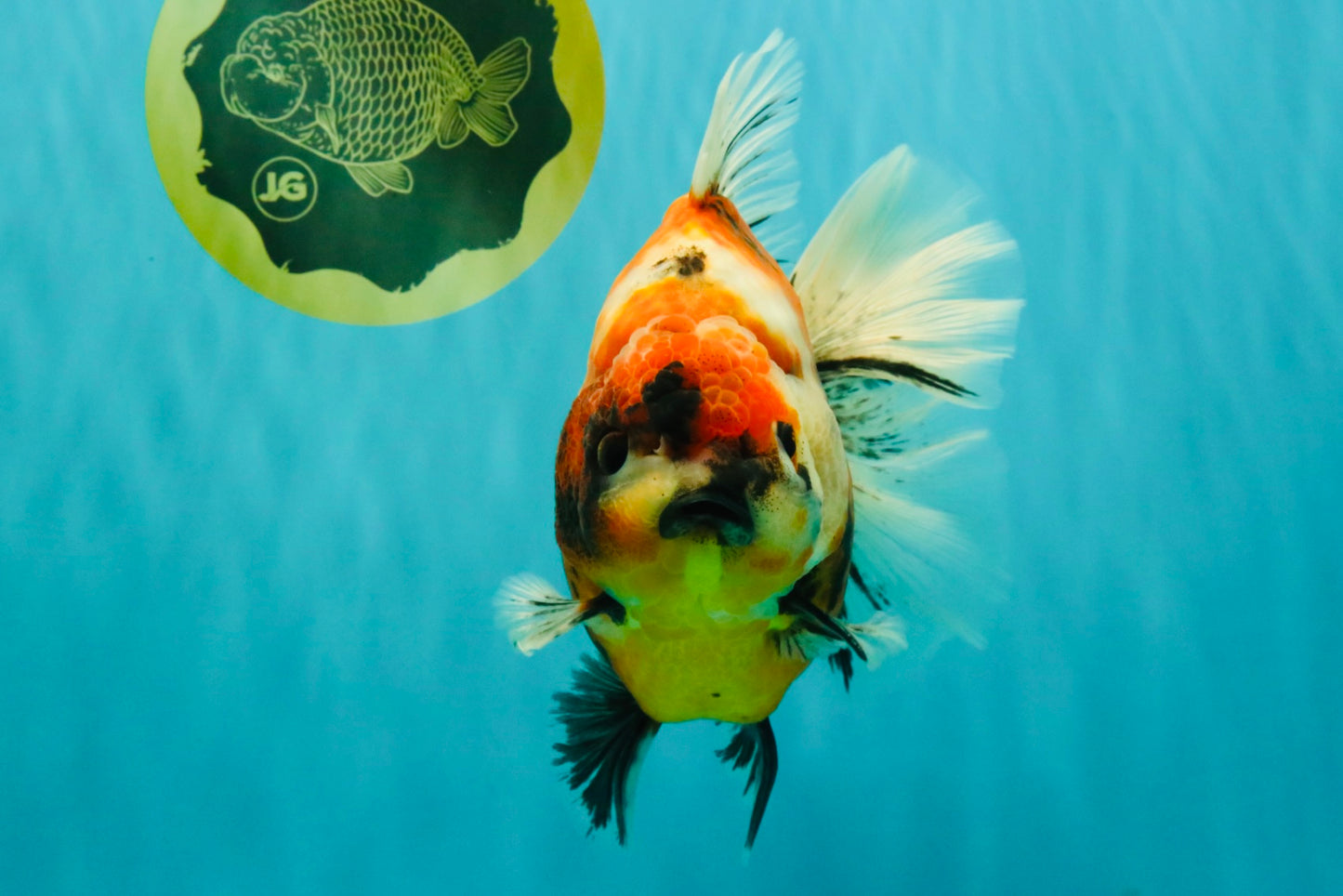 AAA Grade Jumbo Body Marble Sakura Oranda Male 6.5-7 inches #062626OR_02