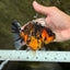 Tiger Yuanbao Female 4.5-5 inches #071026YB_21