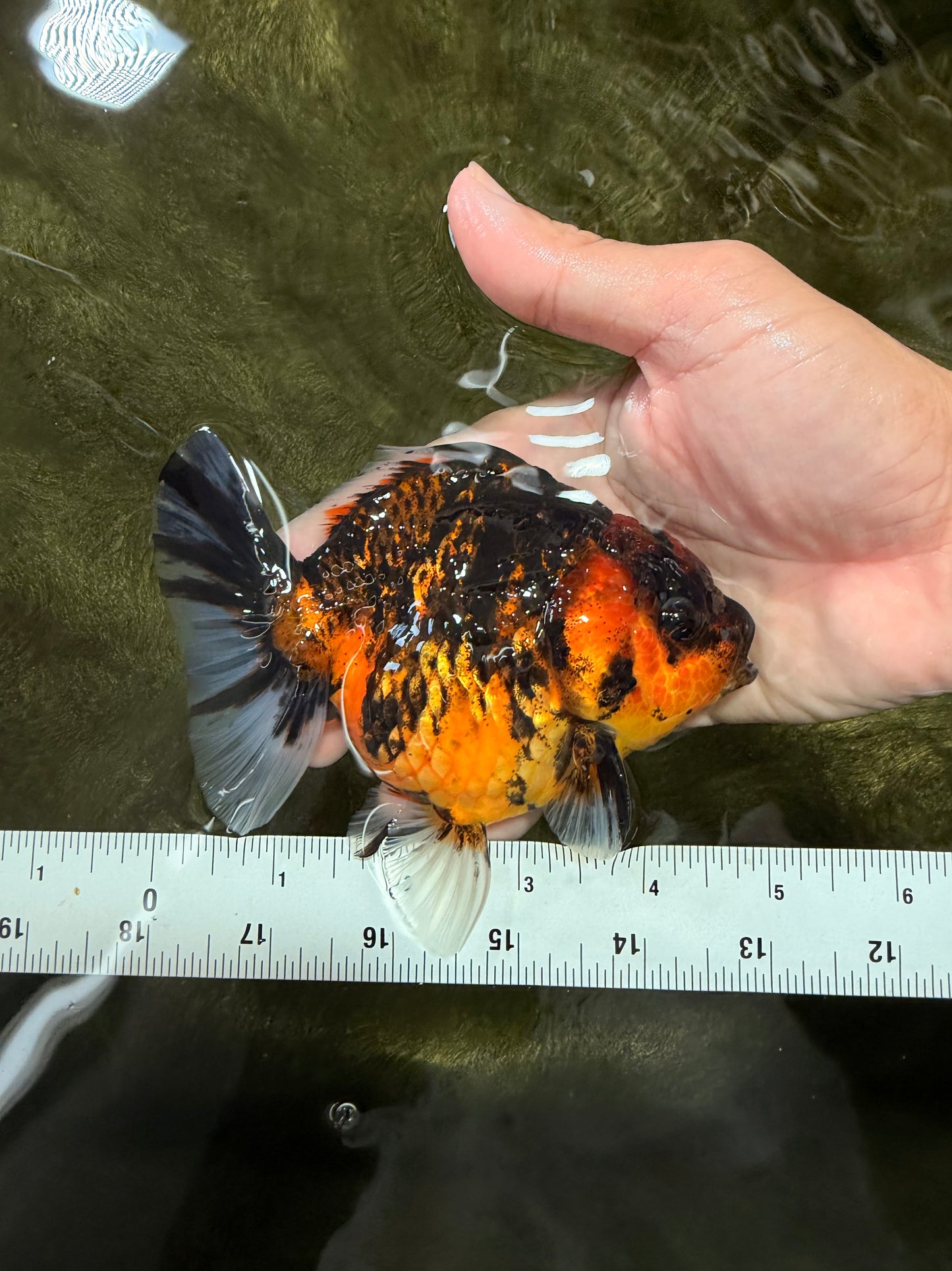 Tiger Yuanbao Female 4.5-5 inches #071026YB_21