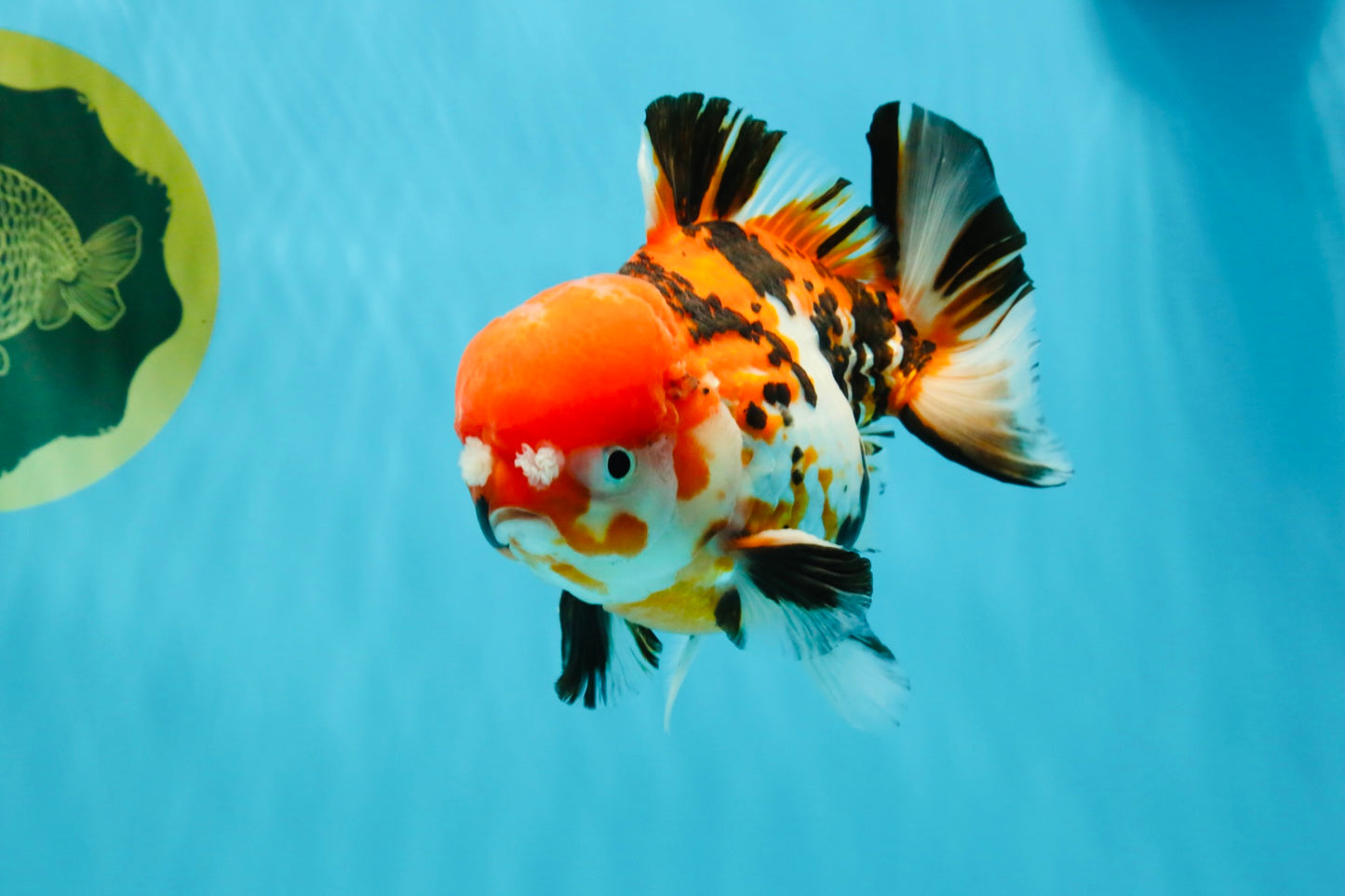 Pompom Tiger Yuanbao Male 5.5 inches #022726YB_07