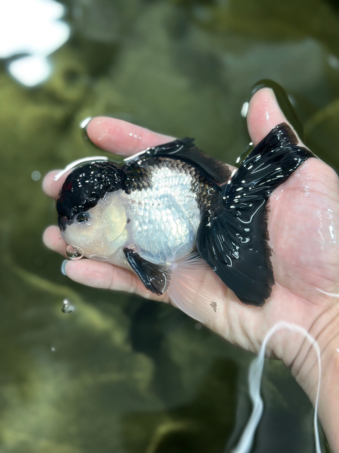 A Grade Panda Oranda Male 4.5-5 inches #010325OR_09