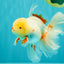 A Grade Lipstick Red White Oranda Male 5.5-6 inches #100926OR_14