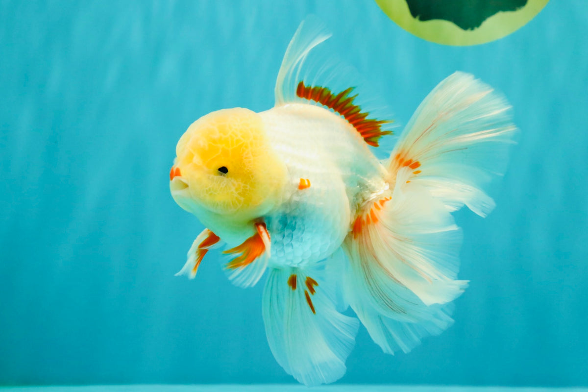 A Grade Lipstick Red White Oranda Male 5.5-6 inches #100926OR_14