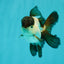 Panda Oranda Male 3.5 inches #102524OR_21