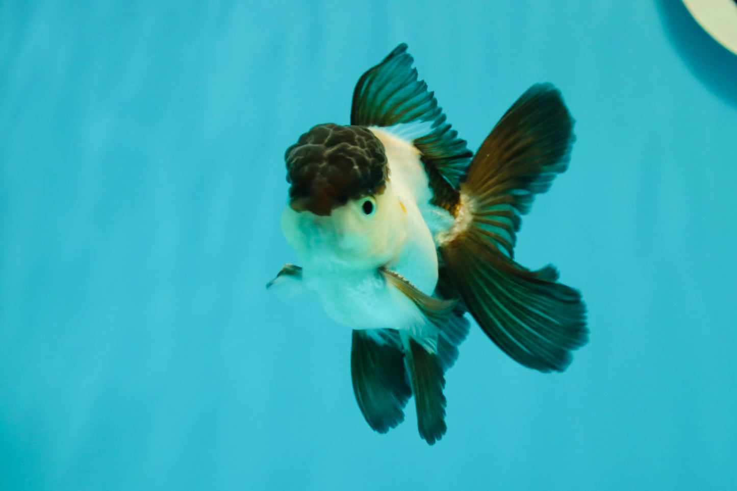 Panda Oranda Male 3.5 inches #102524OR_21