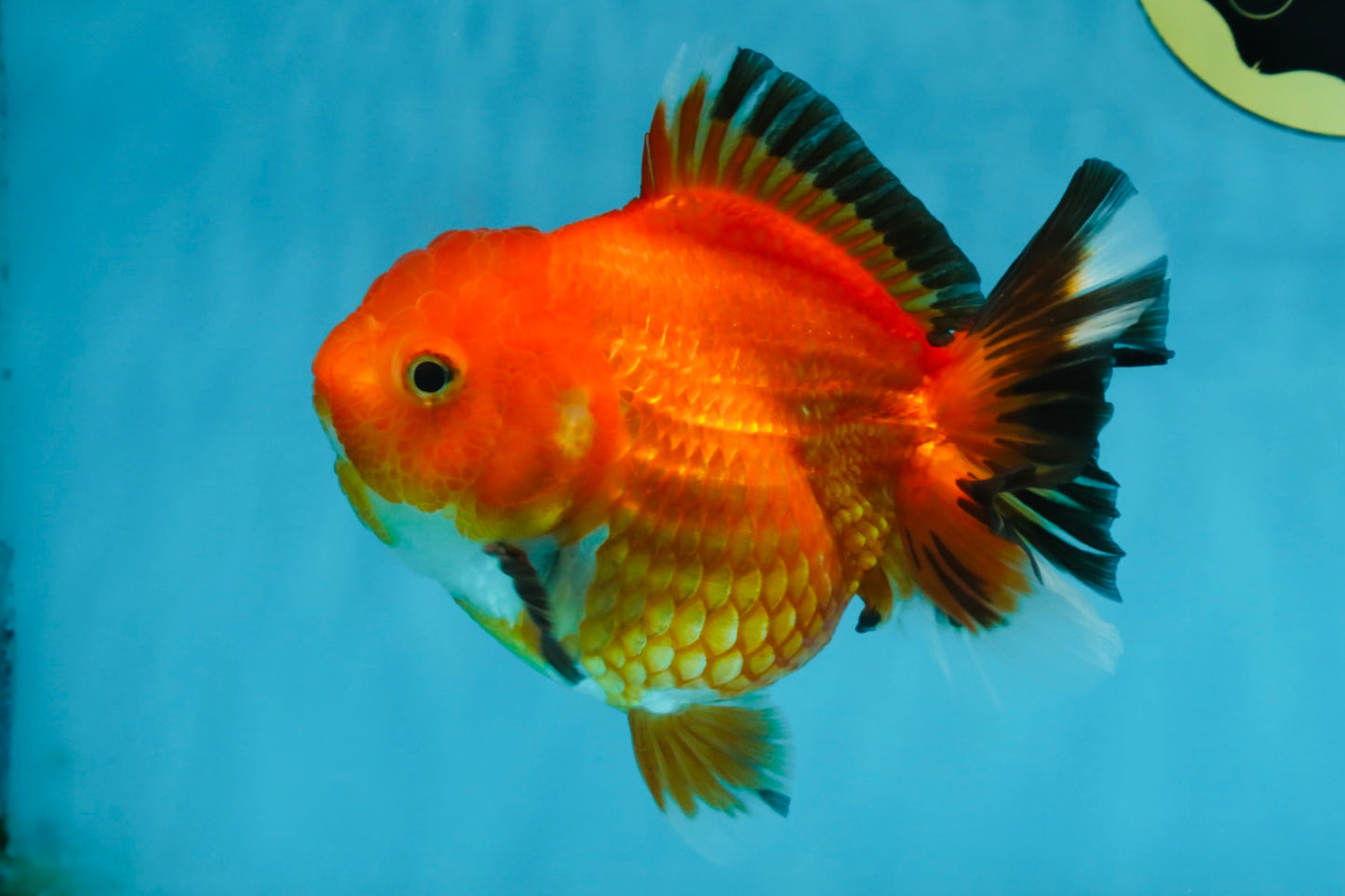 NEMO Apache Yuanbao Female 5-5.5 inches #091925YB_18