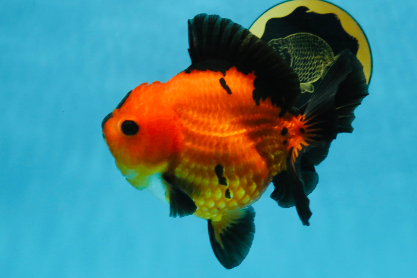 CHONKY A Grade Apache Yuanbao Female 5.5 inches #112825YB_17