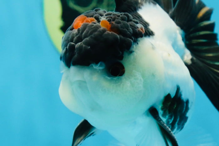 AAA Grade Tricolor Blink Button Eyes Oranda Male 4.5 inches #020725OR_34