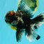 TOOTHLESS A Grade Kirin Oranda Male 6.5 inches #090426OR_01