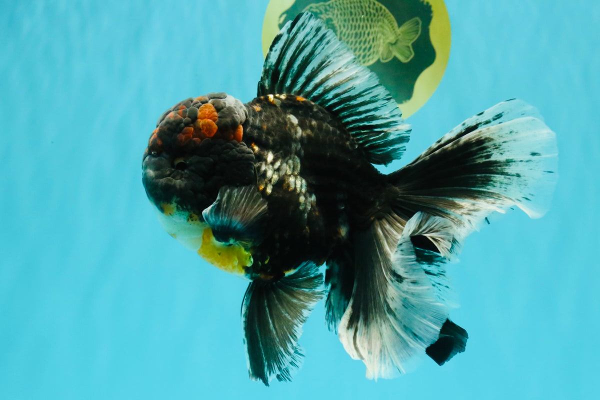 TOOTHLESS A Grade Kirin Oranda Male 6.5 inches #090426OR_01