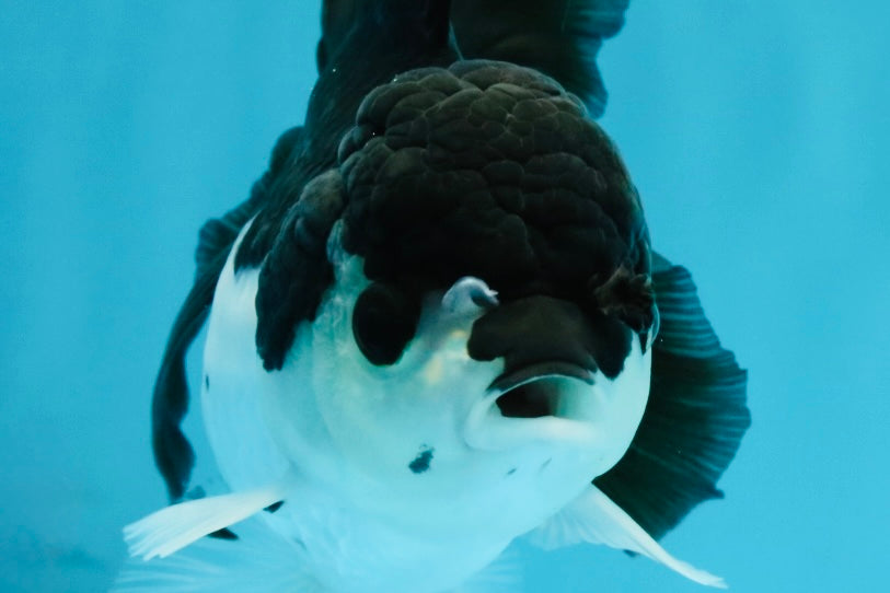 ELVIS Panda Oranda Female 5-5.5 inches #041026OR_07