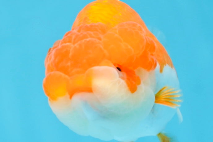 BIG WEN AAA Grade Red White LionQueen 4 inches #101725LC_06