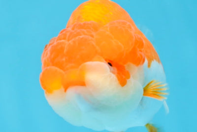 BIG WEN AAA Grade Red White LionQueen 4 inches #101725LC_06