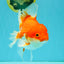 A Grade Red White Oranda Female 6.5-7 inches #050826OR_06