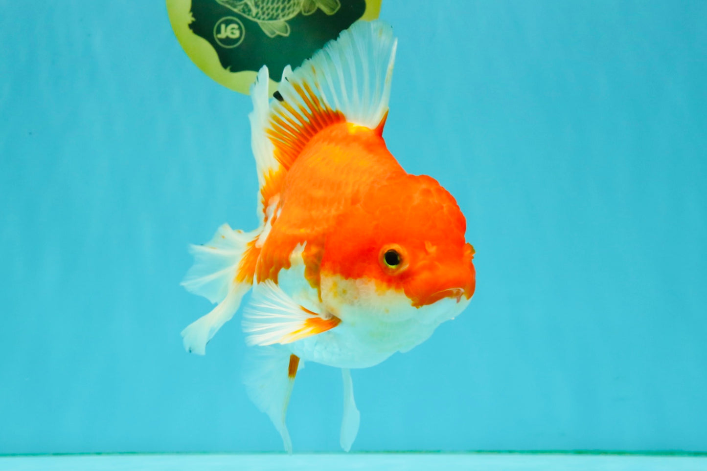 A Grade Red White Oranda Female 6.5-7 inches #050826OR_06
