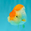 A Grade Orange White LionQueen 4.5-5 inches #072426LC_35