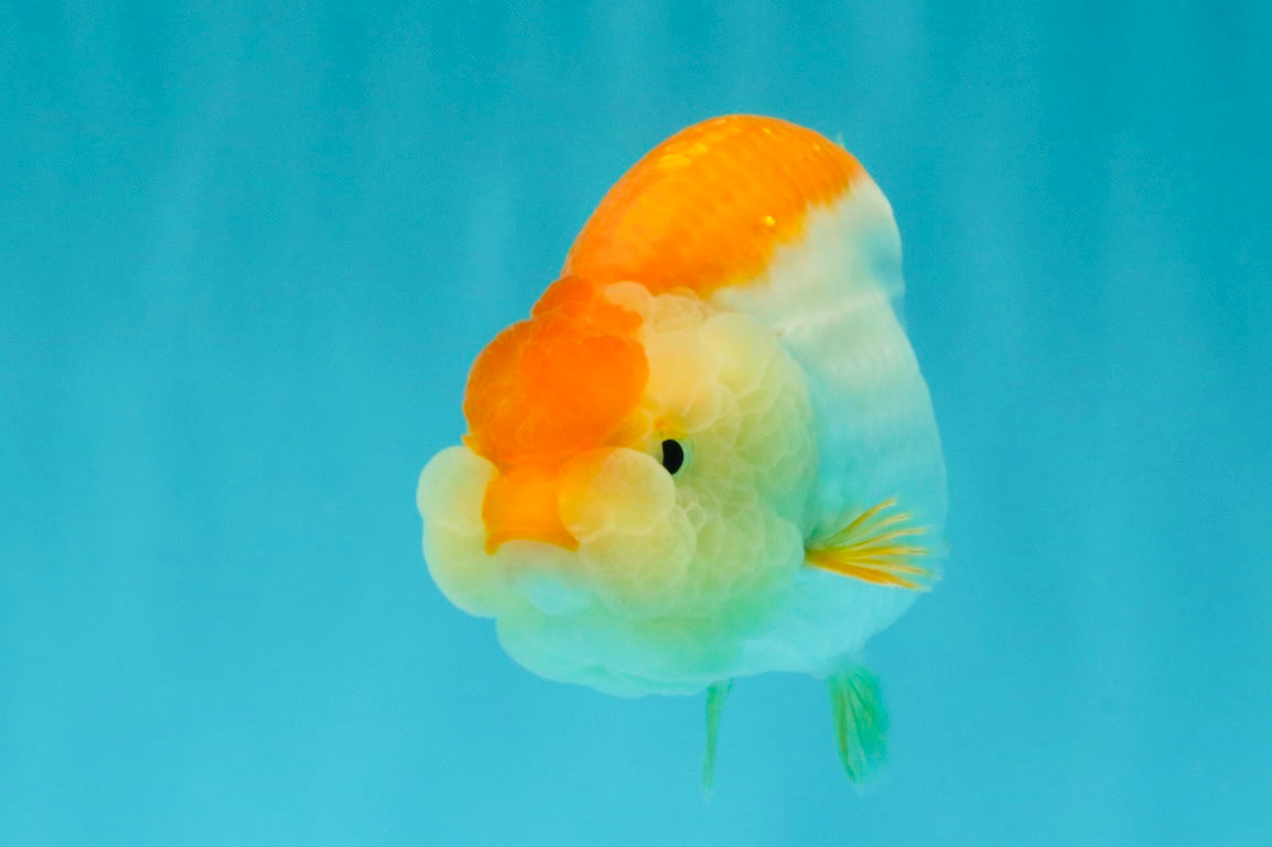 A Grade Orange White LionQueen 4.5-5 inches #072426LC_35